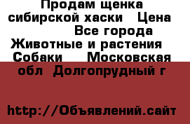 Продам щенка сибирской хаски › Цена ­ 8 000 - Все города Животные и растения » Собаки   . Московская обл.,Долгопрудный г.